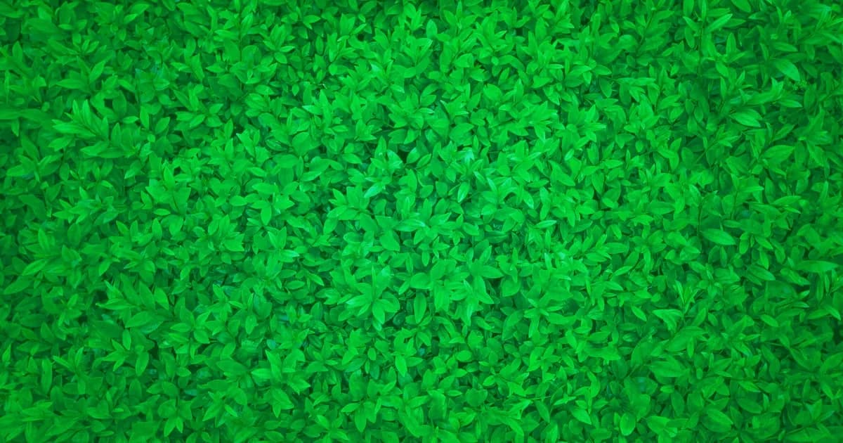 Greens & Grille