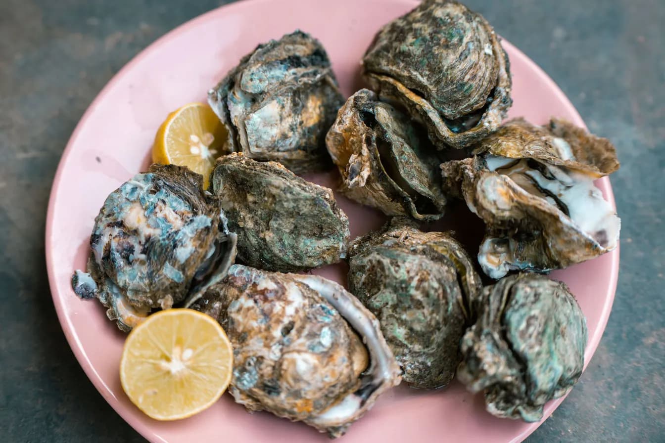 Pink Moon Oyster