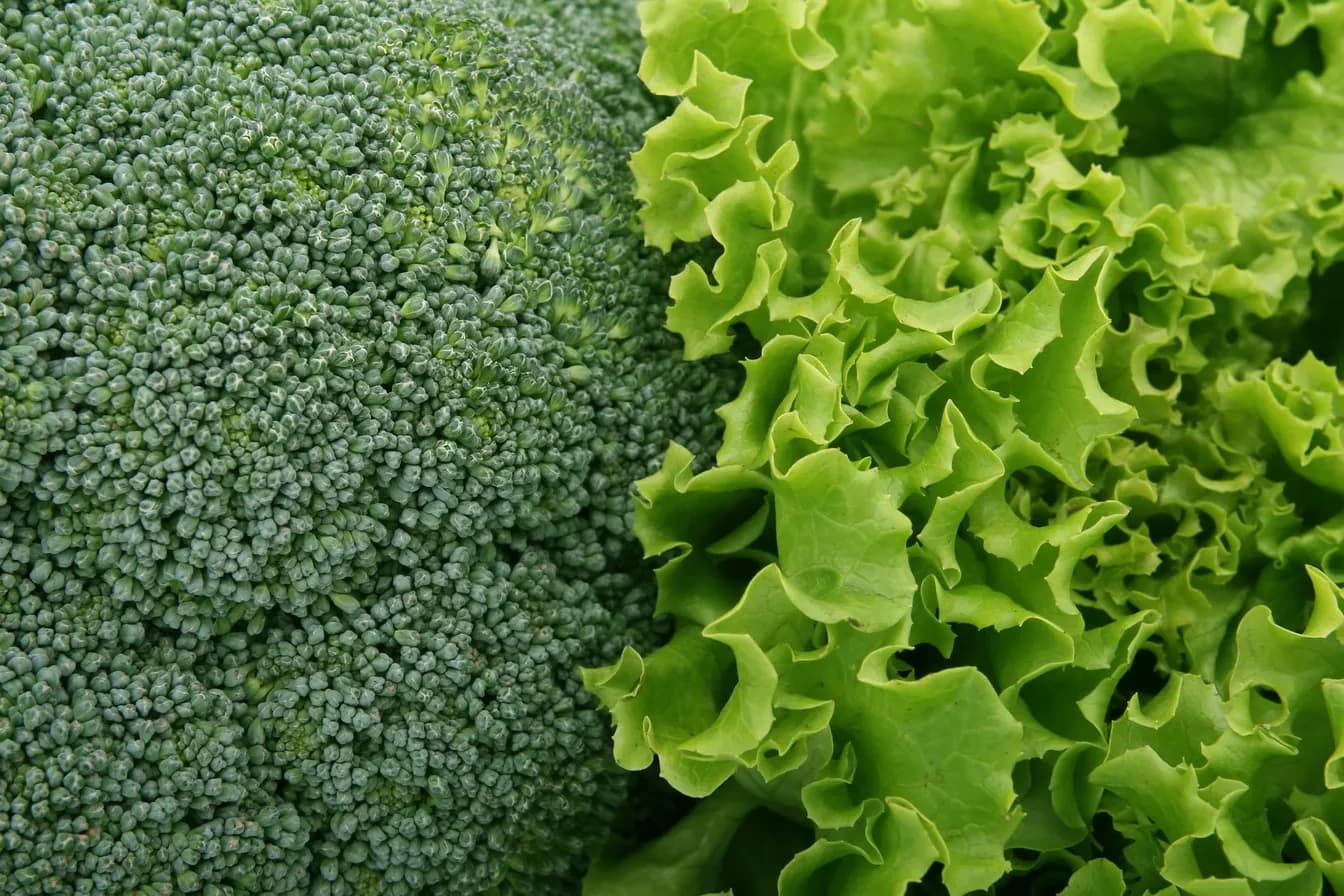 Green Leaf Lettuce