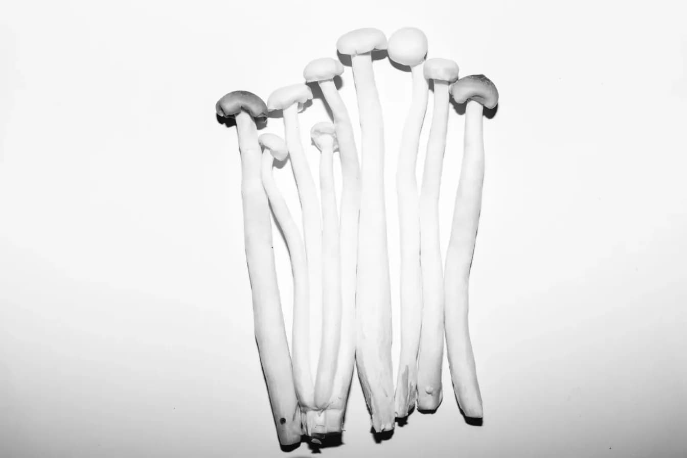 Enoki Mushroom