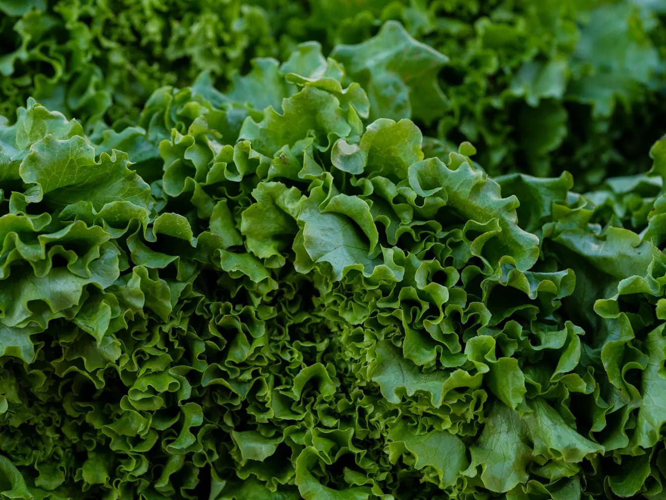 Organic Field Greens