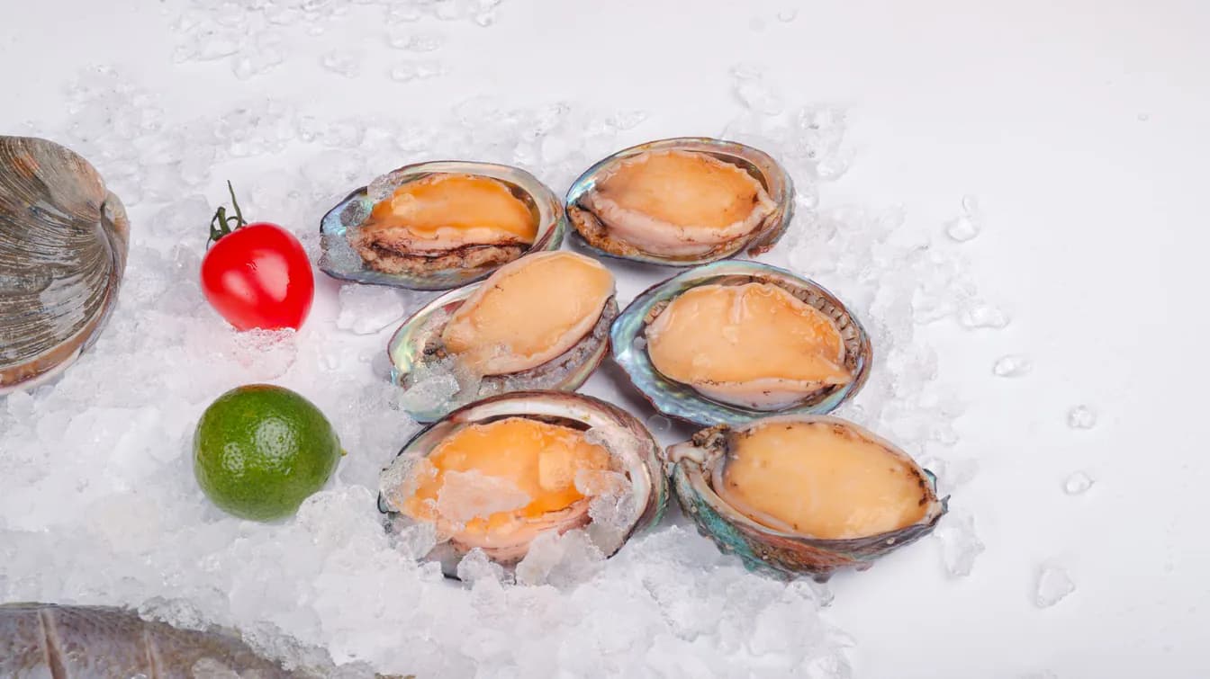 Abalone