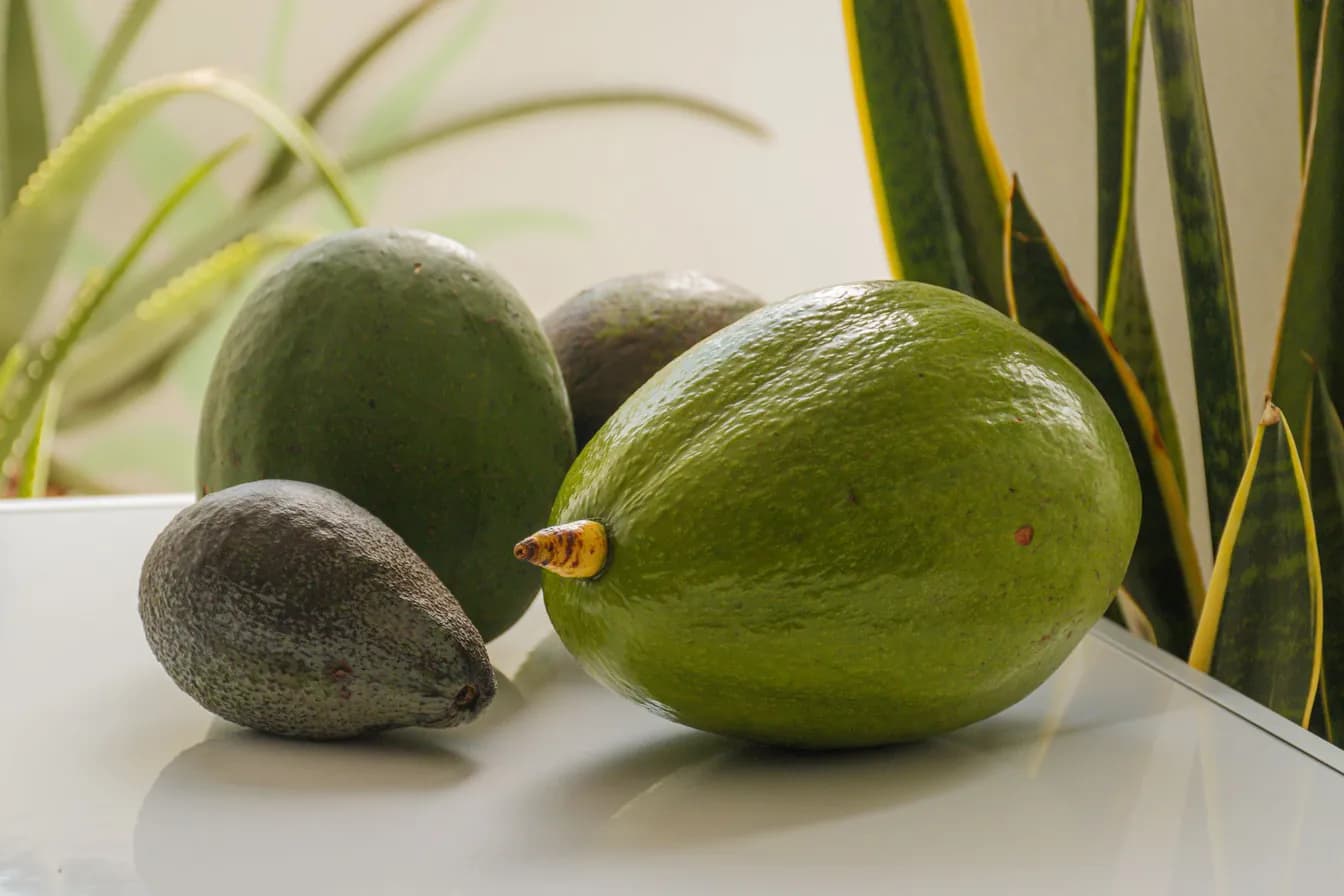 Avocados "Lu"
