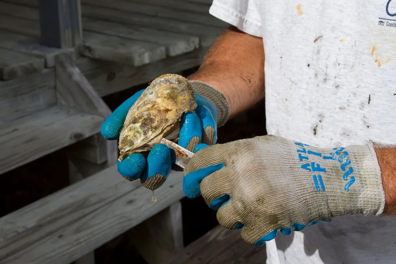 Dock to Table Daily Catch