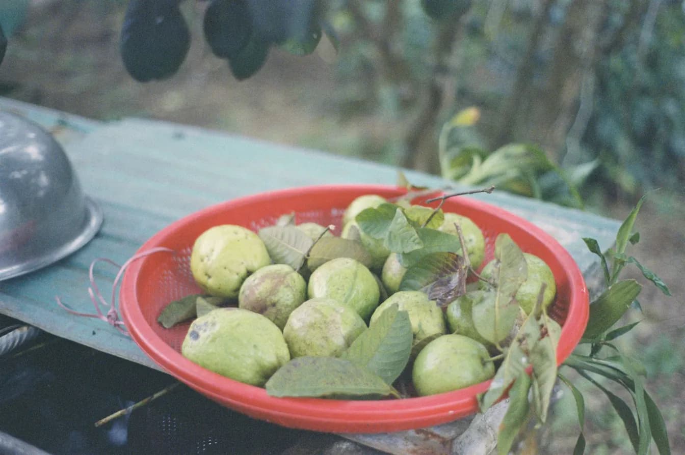 "Big Guava"