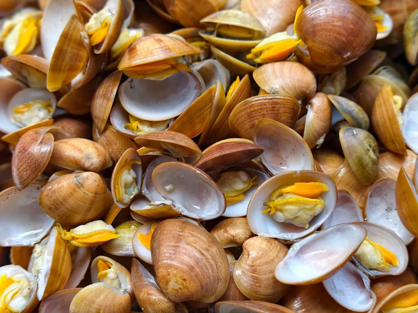 Surf Clam (Hokkigai)