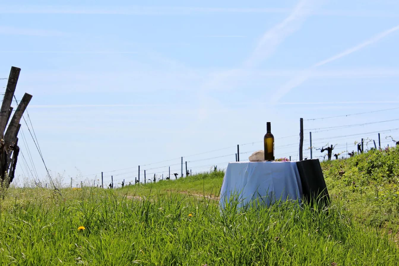 2021 Rouché Rossella Vineyard