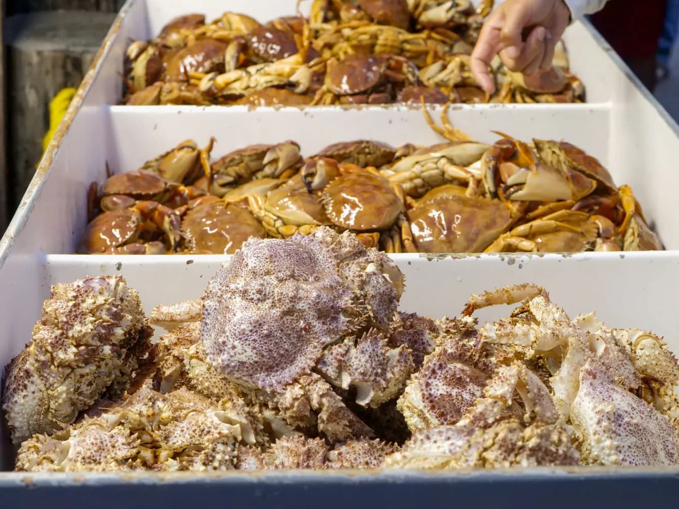 Select Stone Crabs