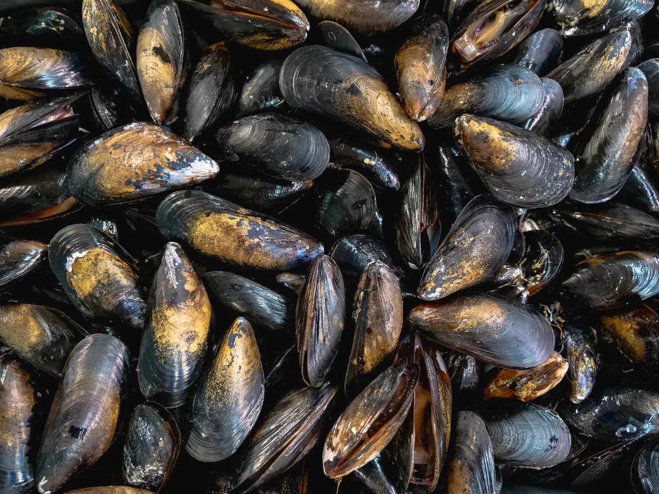 Lunch Seafood Boil: Blue Mussels ½ lb.
