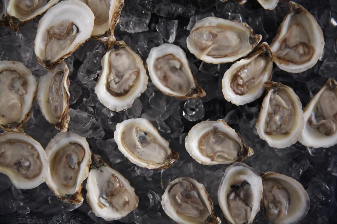 Blue Point Oyster