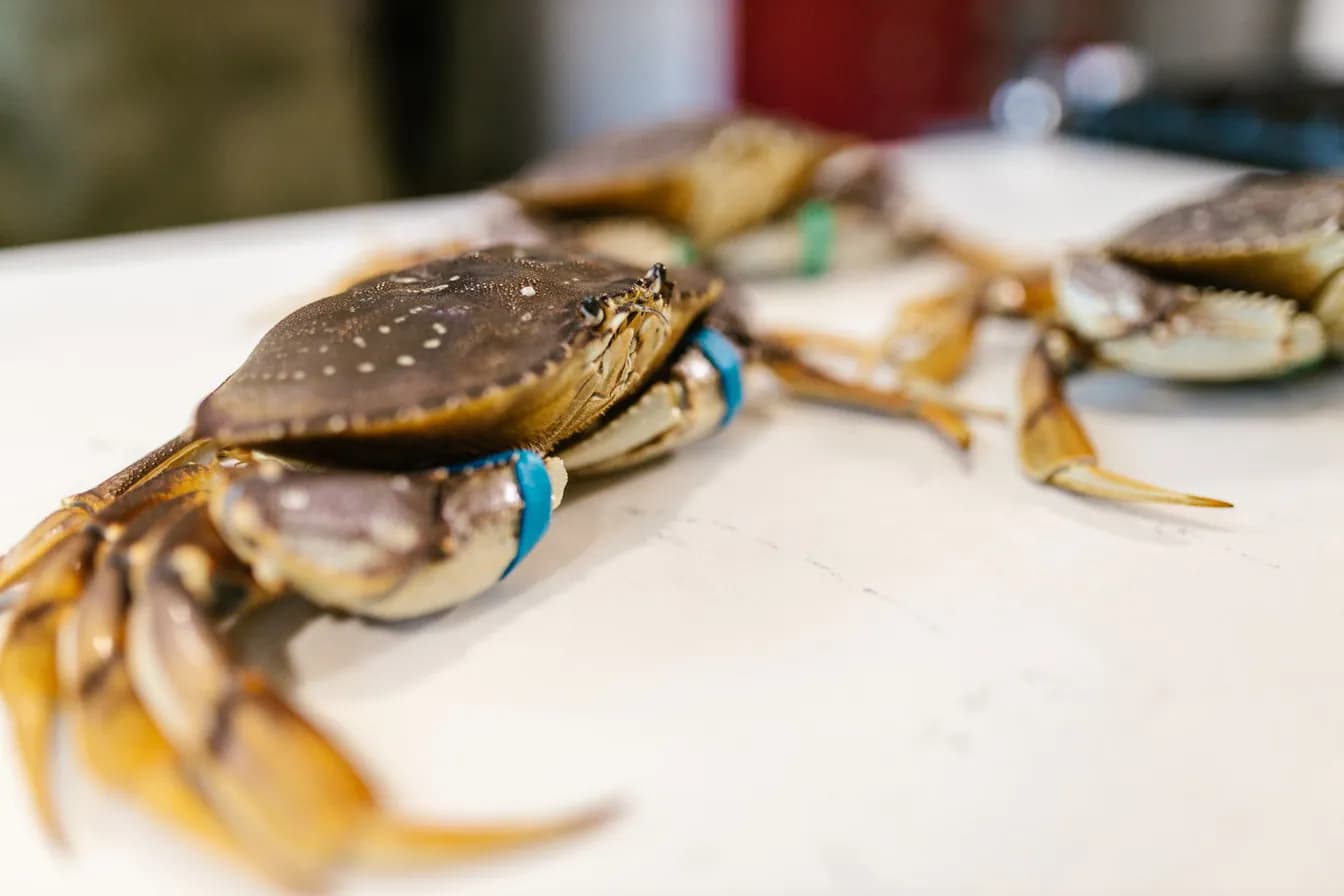 Stone Crabs