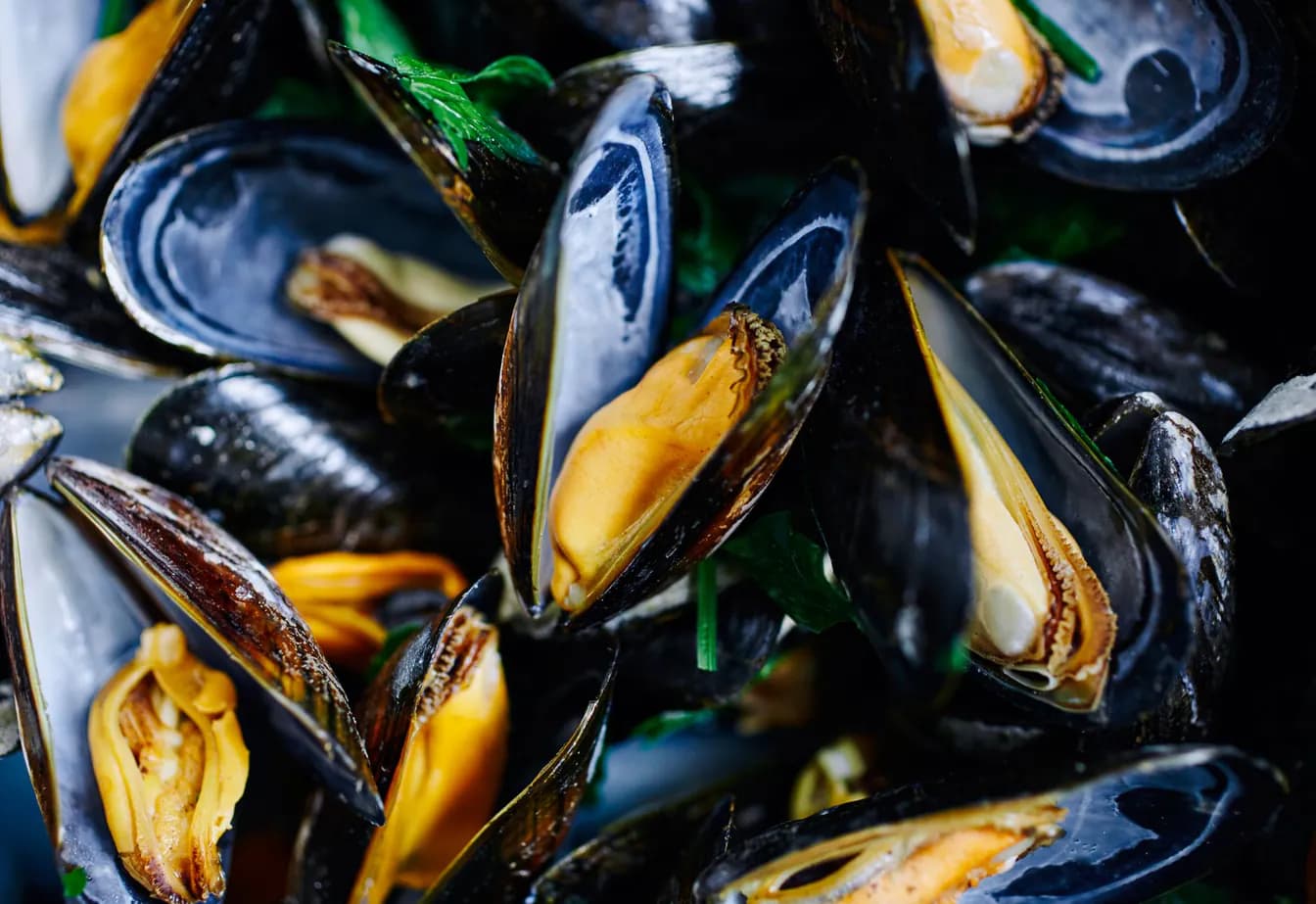 Blue Mussels