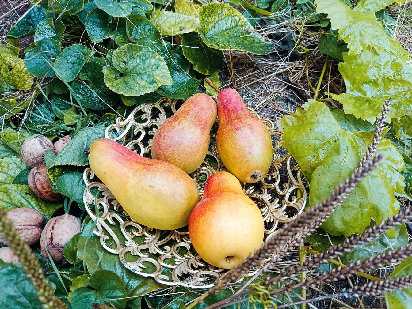 GEO-NATURA PEAR
