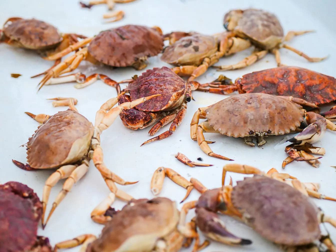 Fresh Stone Crabs